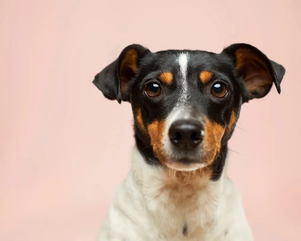 Pembe fonda objektife bakan, yüzünde kahverengi benekleri olan siyah beyaz sevimli köpek portresi.