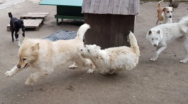 Barınakta oyun oynayan farklı cins ve renkteki köpekler, güvenli bir ortamda neşeyle vakit geçirirken görülüyor.