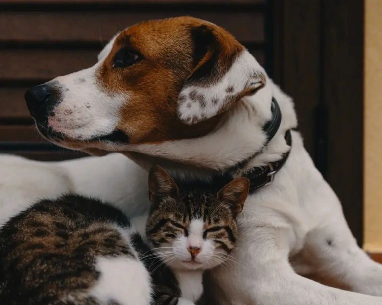 Kedi ve Köpek Aynı Evde Yaşamaya Nasıl Alıştırılır?