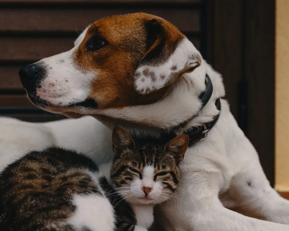 Kedi ve Köpek Aynı Evde Yaşamaya Nasıl Alıştırılır?