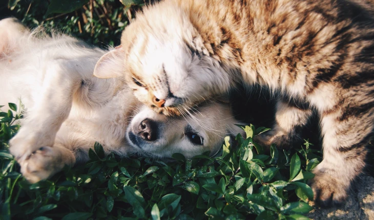 Yeşillikler içinde sarılarak oynayan kedi ve köpek, dostluğun doğal halini yansıtıyor.