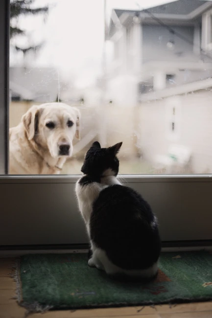 Bir camın iki tarafındaki kedi ve köpek, birbirine merakla bakan iki farklı dünyayı anlatıyor.
