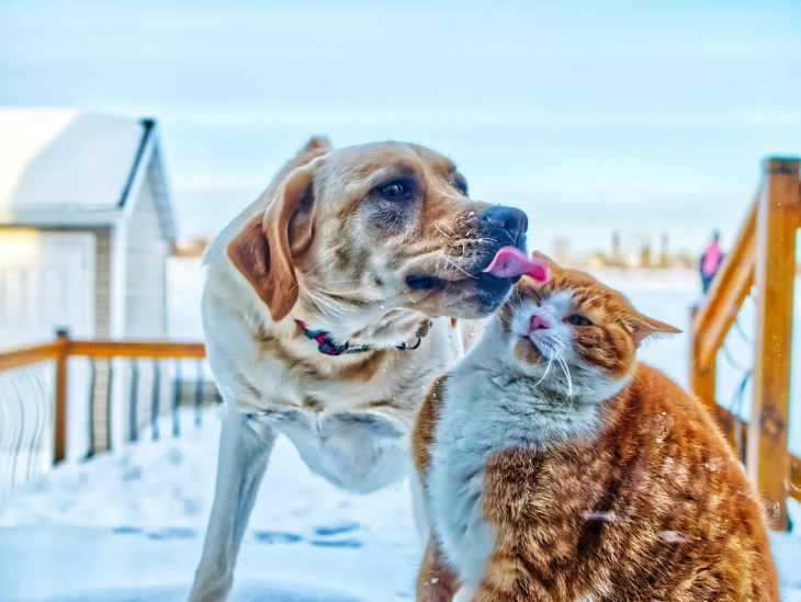 Karlar içinde birlikte vakit geçiren kedi ve köpek, soğuk havada bile güçlü bağlarıyla ısınıyor.
