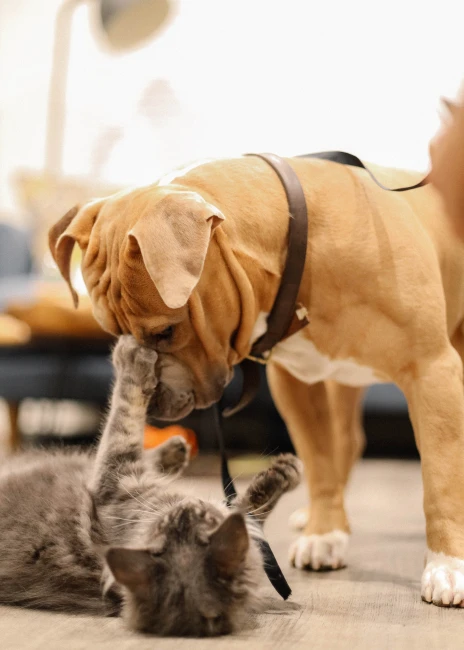 Yerde yuvarlanan kediyle burun buruna gelen köpek, oyunla kurulan güvenli ilişkiyi temsil ediyor.