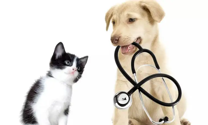 Kedi ve Köpeklerde Ağrı Belirtileri ve Kontrolü