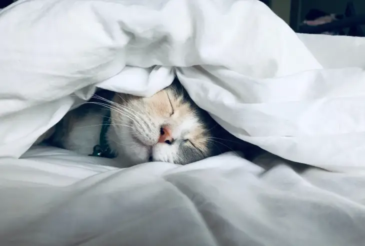Kedi ve Köpeklerde Ağrı Belirtileri ve Kontrolü