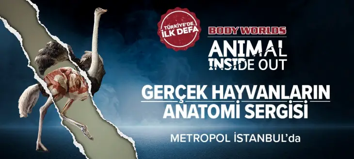 Çocukları Öğrenmeye Teşvik Etmenin Yolları