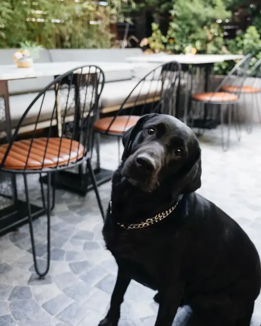 İstanbul'un Hayvansever Mekanları