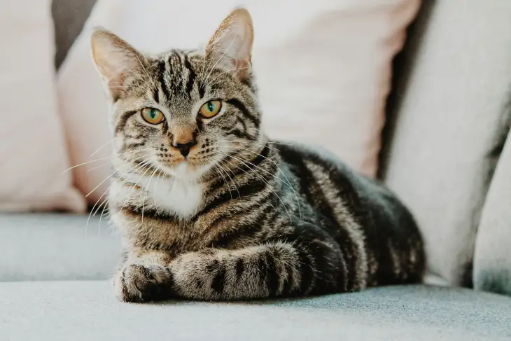 Kedi ve Köpeklerde Meme Tümörleri