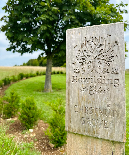 İngiltere Kırsalına Davet: Cotswolds