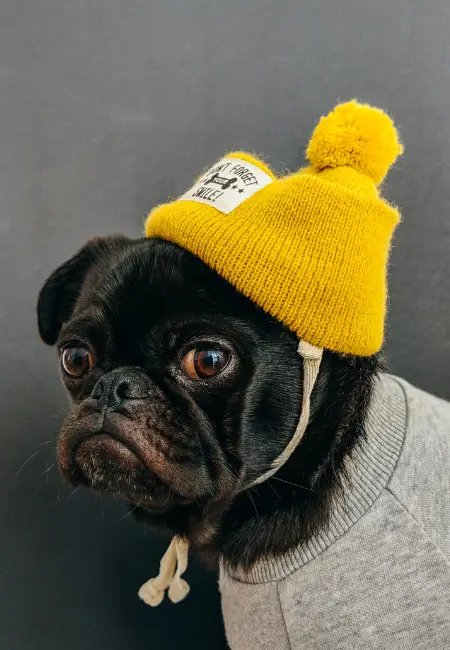 Köpeğinize Kıyafet Seçerken Dikkat Etmeniz Gerekenler