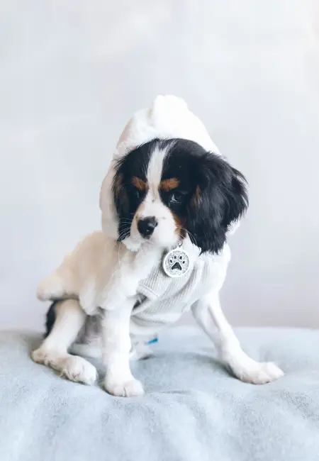 Köpeğinize Kıyafet Seçerken Dikkat Etmeniz Gerekenler