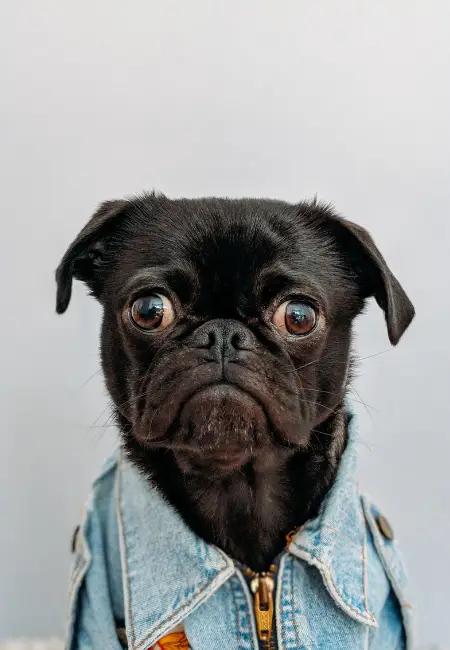 Köpeğinize Kıyafet Seçerken Dikkat Etmeniz Gerekenler