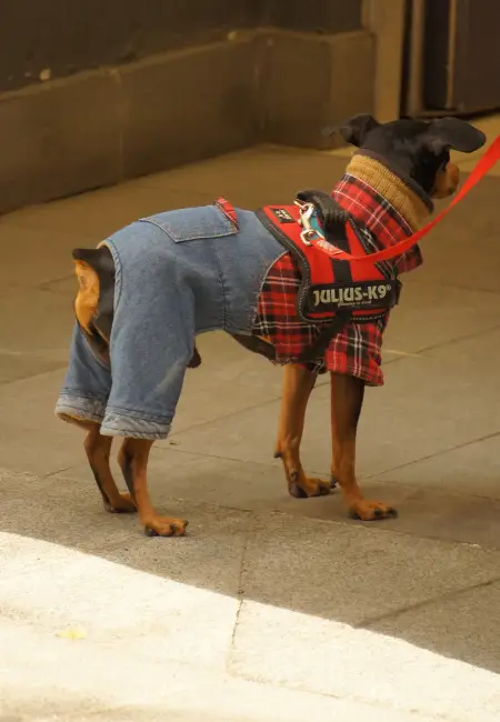 Köpeğinize Kıyafet Seçerken Dikkat Etmeniz Gerekenler
