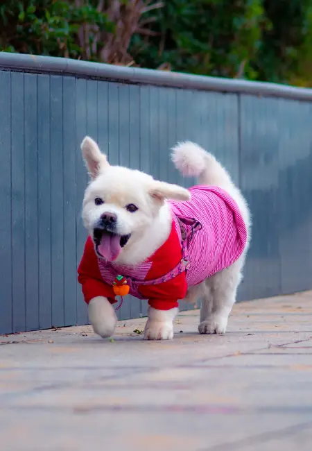Köpeğinize Kıyafet Seçerken Dikkat Etmeniz Gerekenler