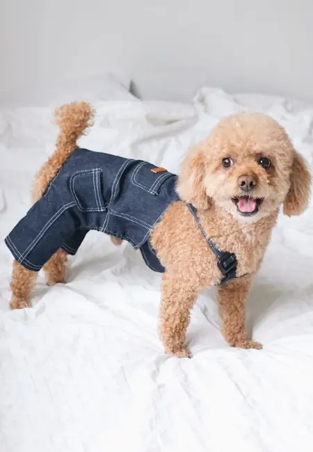 Köpeğinize Kıyafet Seçerken Dikkat Etmeniz Gerekenler
