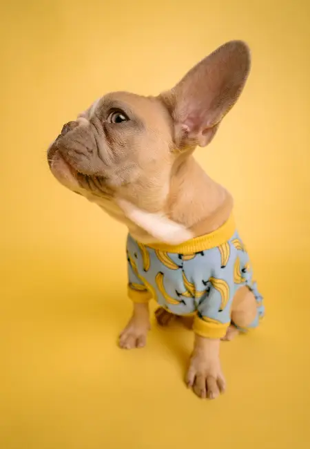 Köpeğinize Kıyafet Seçerken Dikkat Etmeniz Gerekenler