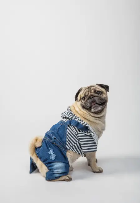 Köpeğinize Kıyafet Seçerken Dikkat Etmeniz Gerekenler