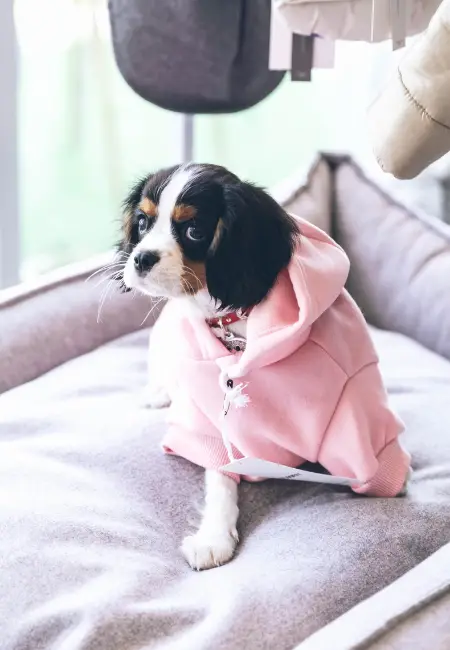 Köpeğinize Kıyafet Seçerken Dikkat Etmeniz Gerekenler