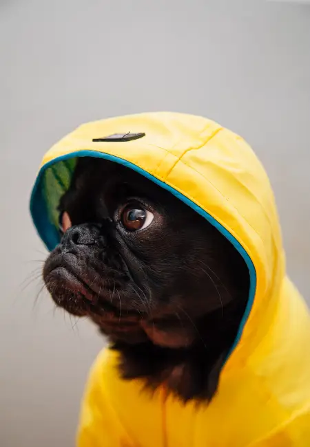 Köpeğinize Kıyafet Seçerken Dikkat Etmeniz Gerekenler