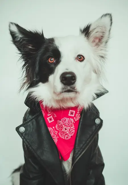 Köpeğinize Kıyafet Seçerken Dikkat Etmeniz Gerekenler