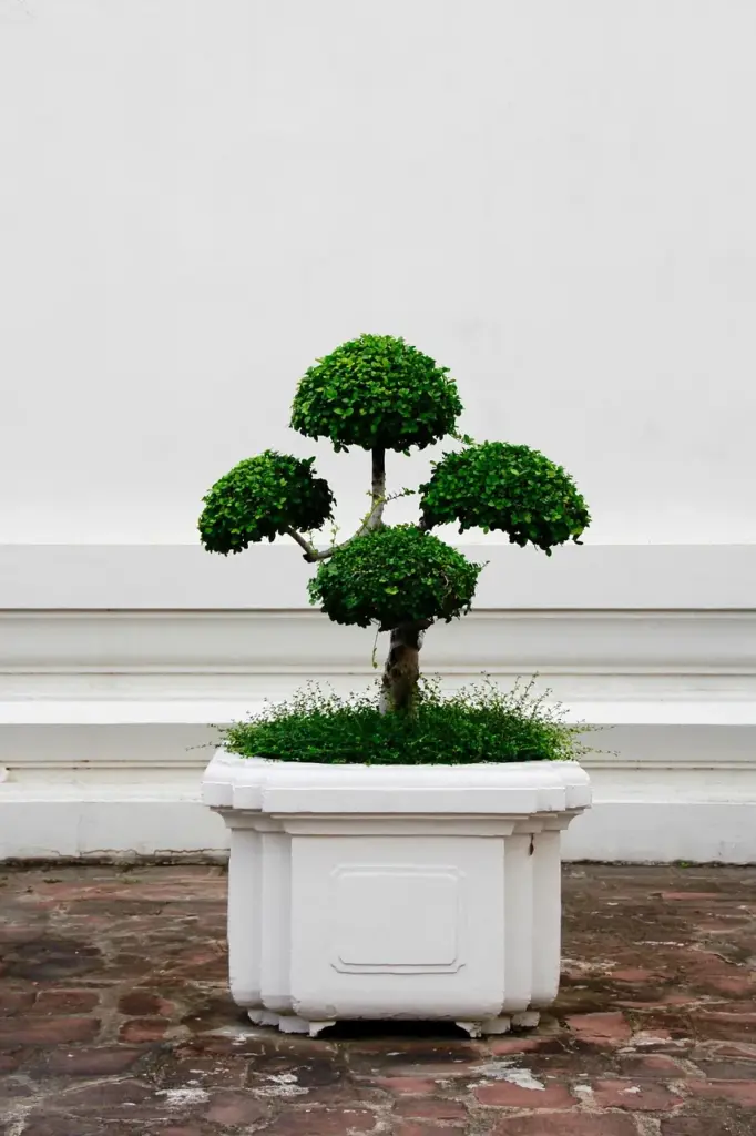Bonsai Bakımı: Türlere Göre Bakım İpuçları, Sulama & Budama Rehberi