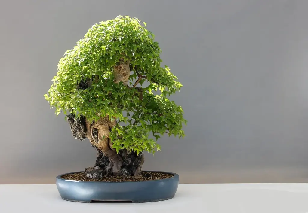 Bonsai Bakımı: Türlere Göre Bakım İpuçları, Sulama & Budama Rehberi
