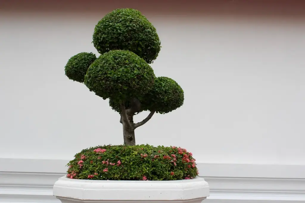 Bonsai Bakımı: Türlere Göre Bakım İpuçları, Sulama & Budama Rehberi