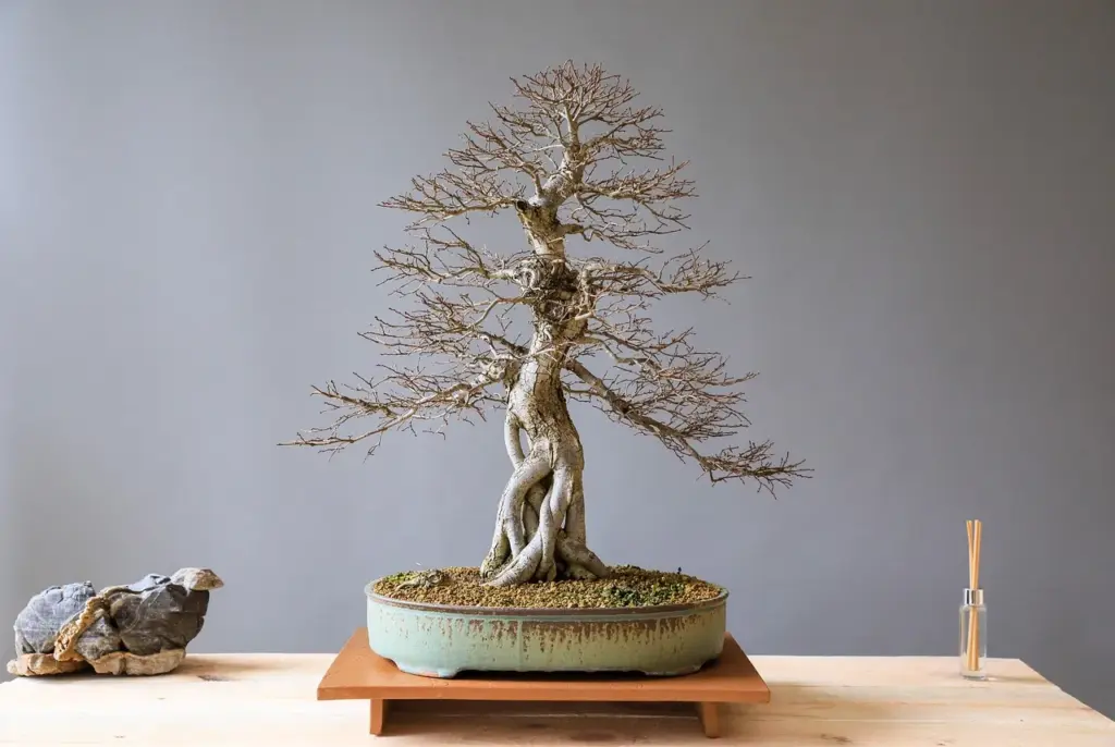 Bonsai Bakımı: Türlere Göre Bakım İpuçları, Sulama & Budama Rehberi