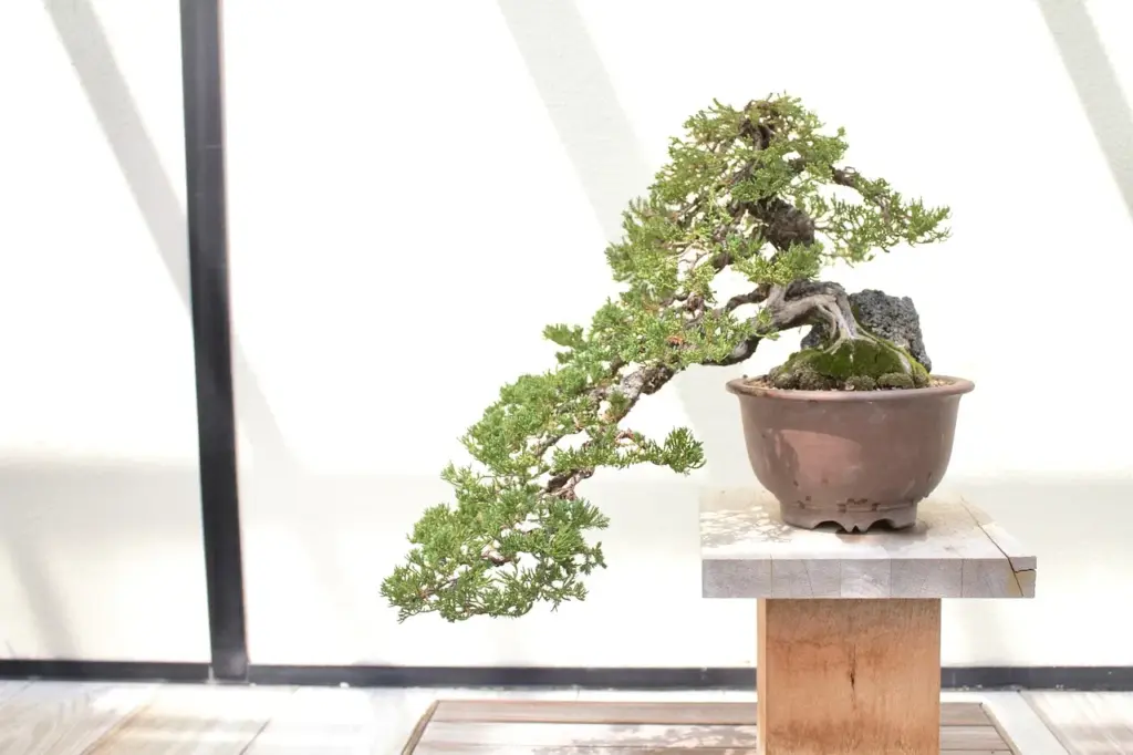 Bonsai Bakımı: Türlere Göre Bakım İpuçları, Sulama & Budama Rehberi
