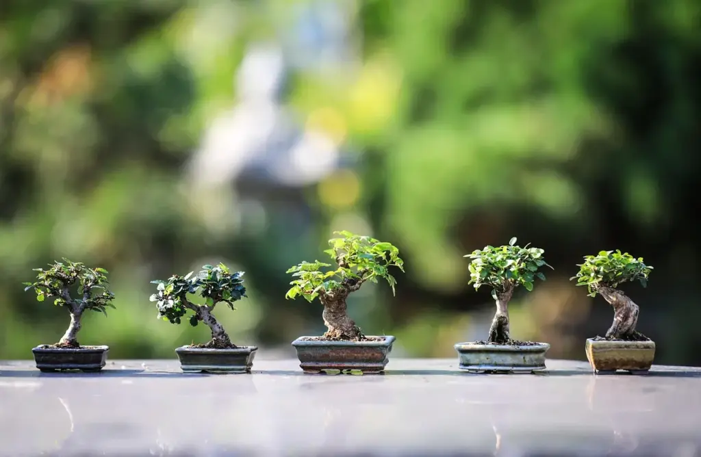 Bonsai Bakımı: Türlere Göre Bakım İpuçları, Sulama & Budama Rehberi