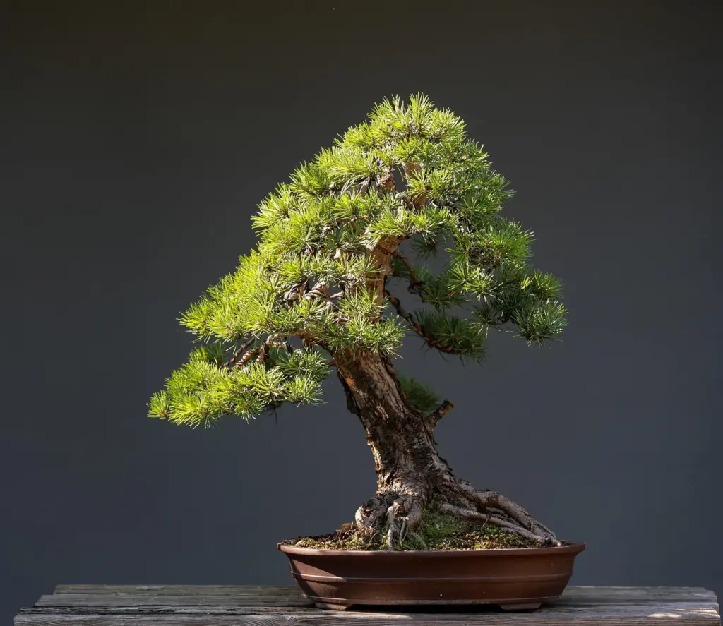 Bonsai Bakımı: Türlere Göre Bakım İpuçları, Sulama & Budama Rehberi