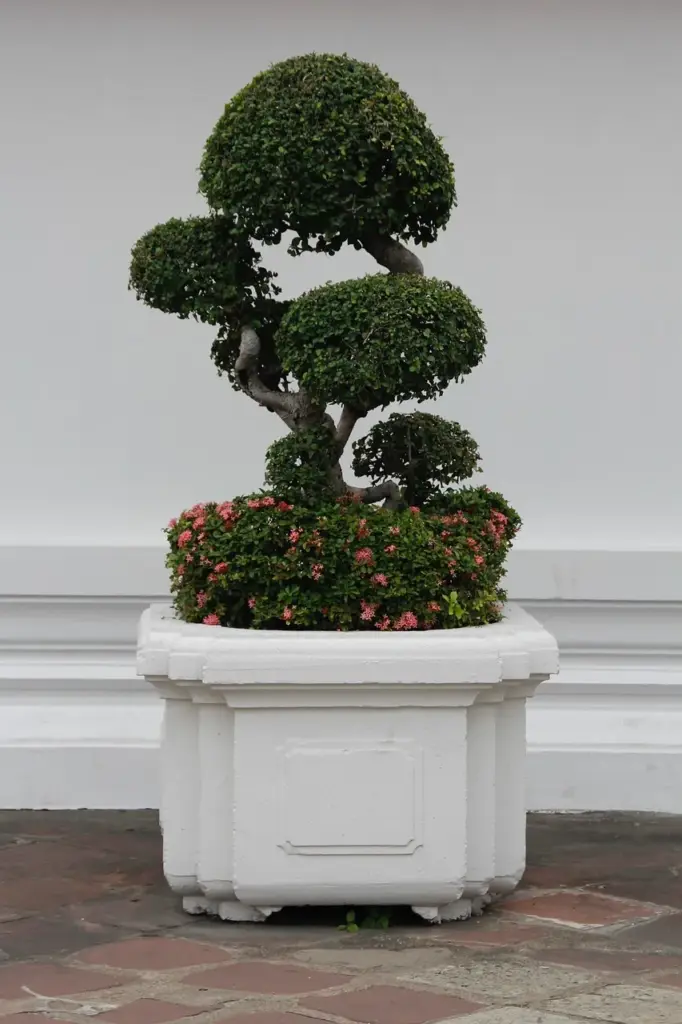 Bonsai Bakımı: Türlere Göre Bakım İpuçları, Sulama & Budama Rehberi
