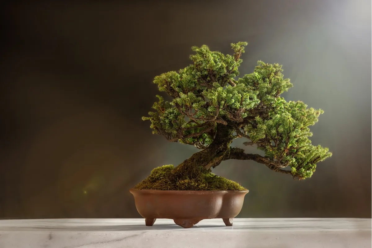 Bonsai Bakımı: Türlere Göre Bakım İpuçları, Sulama & Budama Rehberi