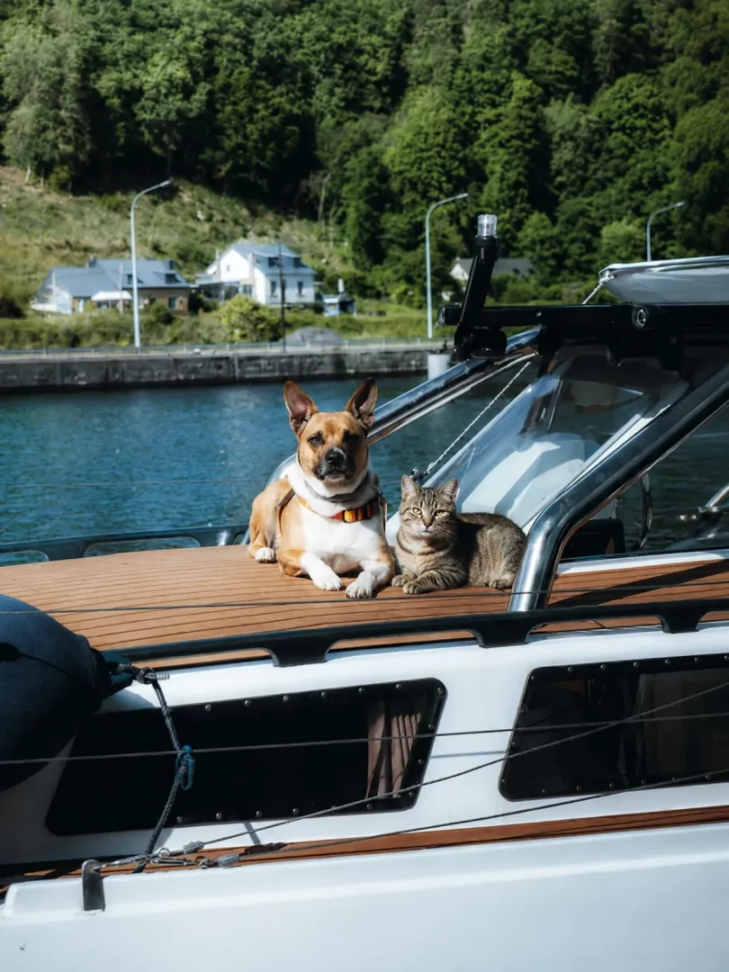 Teknenin ahşap güvertesinde sakin mavi sular üzerinde uzanmış, yemyeşil tepelerin önünde huzurla dinlenen sevimli bir köpek ile yanında oturan çizgili bir kedi, evcil hayvanla tekne tatili keyfini yansıtıyor.