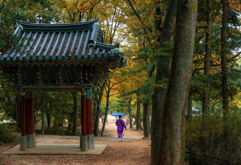 Shinrin Yoku (Orman Banyosu) Nedir? Doğanın İyileştirici Gücü
