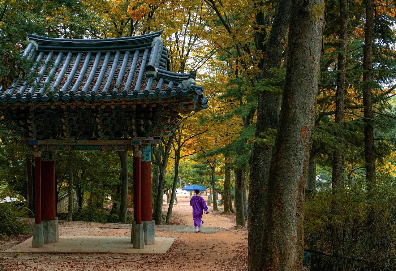 Shinrin Yoku (Orman Banyosu) Nedir? Doğanın İyileştirici Gücü