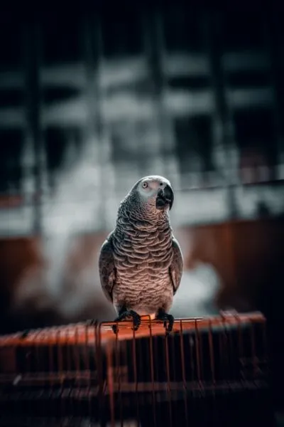 Mutlu ve sağlıklı bir evde yaşam için özenli evde bakımın olmazsa olmazlarından olan, gri tüyleri ve uyanık gözleriyle dikkat çeken bu Jako Papağanı, rehberimizde de altını çizdiğimiz gibi, ideal kafes seçimi konusunda bilinçli kararlar vermenin önemini gözler önüne seriyor.