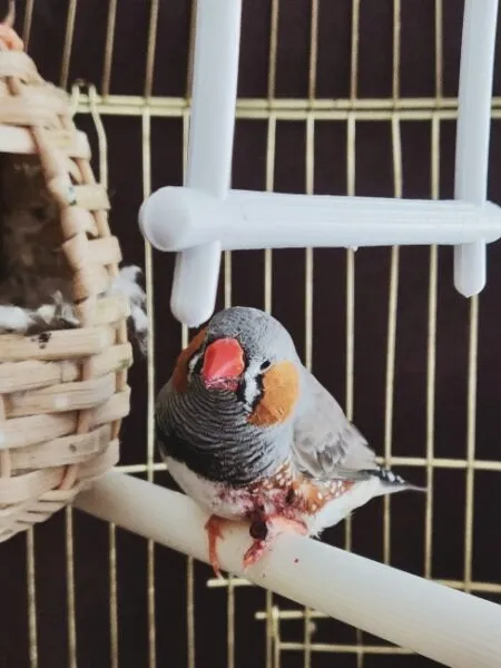 Zebra İspinozu, belirgin turuncu gagası, yanaklarındaki turuncu lekeler, gri desenli tüyleri ve karın bölgesindeki kızılımsı kahverengi izlerle tel kafesindeki açık renkli ahşap tüneğinde dururken, yanında örgülü bir yuva ve üstünde beyaz plastik bir merdiven görülüyor ve mutlu ve sağlıklı evde bakım için doğru kafes seçiminin gerekliliğini gözler önüne seriyor.