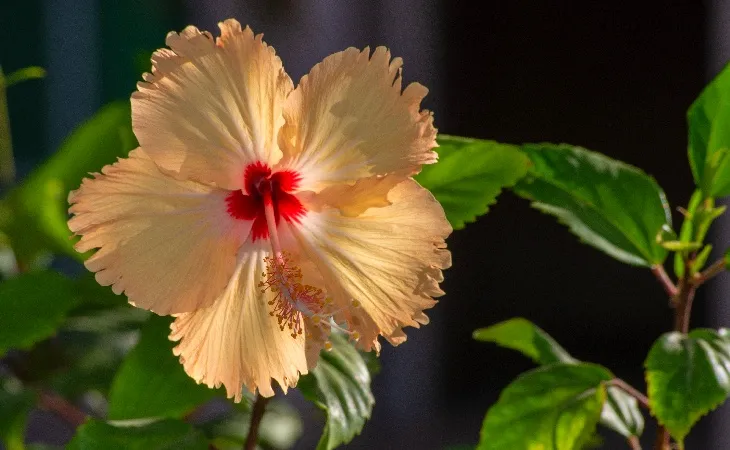 Açık sarı tonlarında, kırmızı merkezli Japon gülü (Hibiscus), güneş ışığında parlayan zarif yapraklarıyla öne çıkıyor.