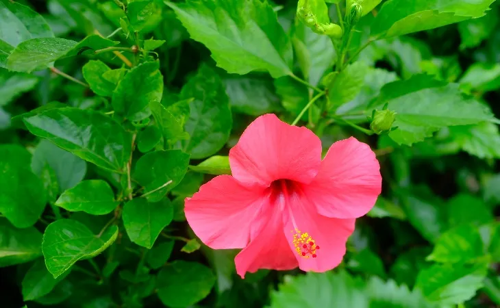 Canlı pembe renkli Japon gülü, yemyeşil yapraklar arasında doğal güzelliğiyle dikkat çekiyor.