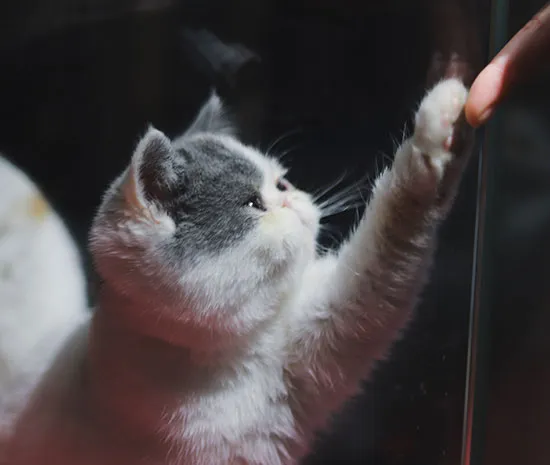 Camın arkasından patisini uzatan gri-beyaz sevimli kedi