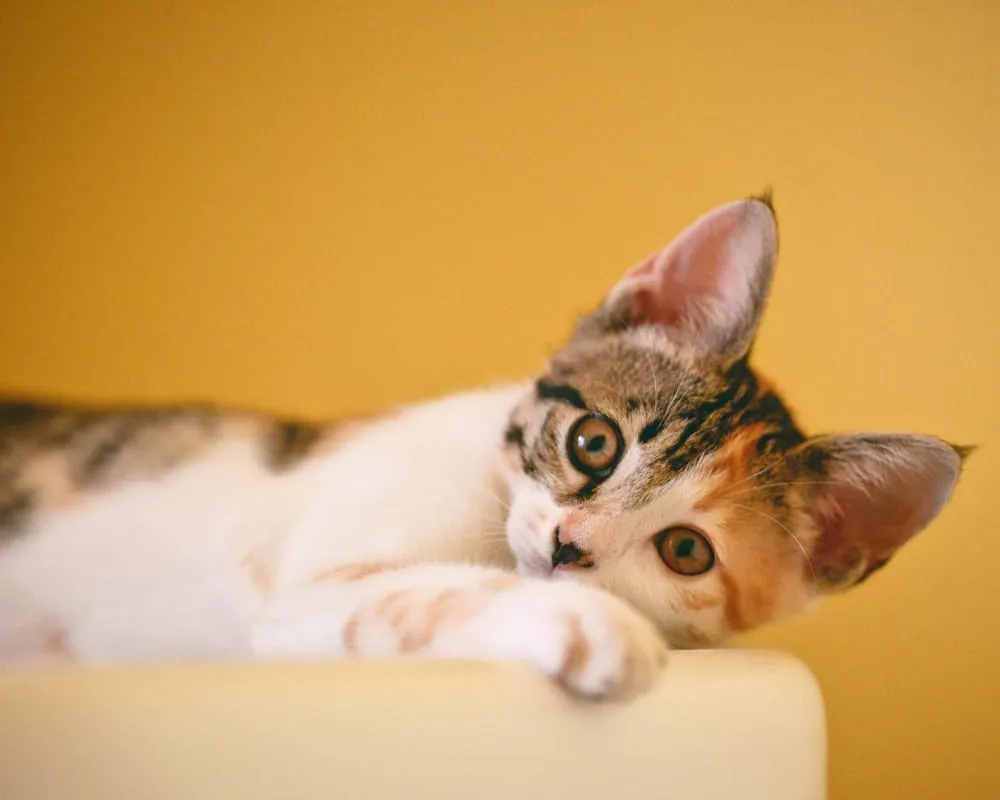 Sarı arka fonda uzanmış halde dinlenen calico (üç renkli) kedi, uykulu ama huzurlu bir pozda yatıyor.