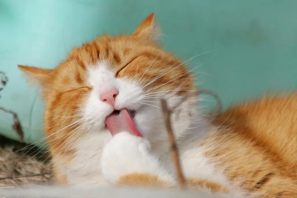 Turuncu beyaz tüyleriyle keyifle patisini yalayan kedi, kendi bakımını yaparken huzurlu görünüyor.