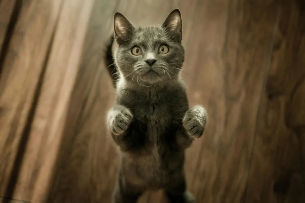 Ayakta duran ve patilerini kaldırmış gri kedi, şaşkın ama oyuncu bir ifadeyle çevresini inceliyor.