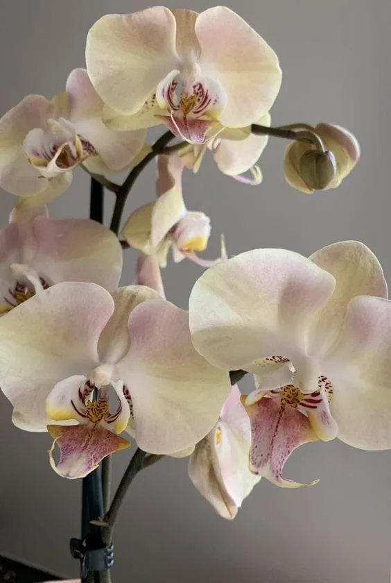 Soluk pembe ve sarı pastel tonlarda açmış Phalaenopsis orkide çiçekleri, sade bir arka planda zarif bir şekilde sergileniyor.