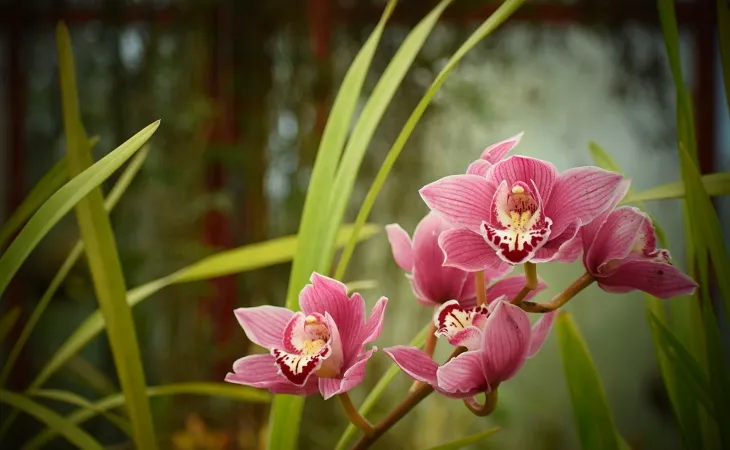 Uzun yeşil yapraklar arasında açmış canlı pembe tonlarında Cymbidium orkide çiçekleri.