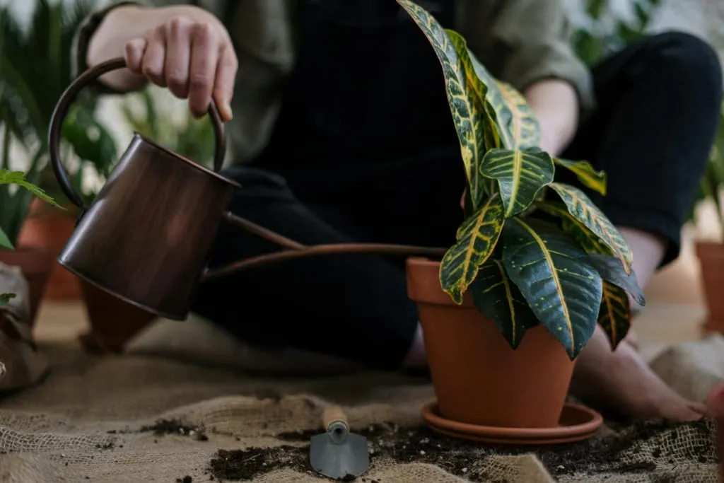 Terrakotta saksıdaki bitki, bakımlı ve canlı görünümüyle öne çıkıyor. Yanında bakır sulama kabı ve bahçe ekipmanları yer alıyor. Saksı değişimi ve sulama rutini anlatımı için ideal.