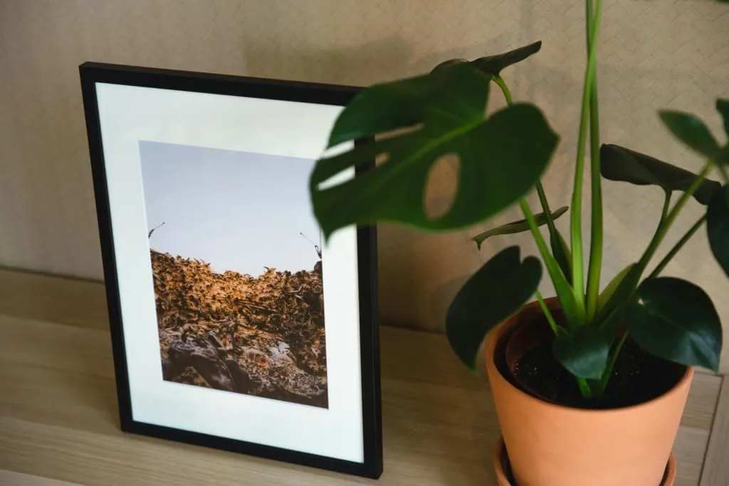 Minimalist bir iç mekânda, Monstera bitkisi ve ahşap çerçevede bir doğa fotoğrafı birlikte yer alıyor. Saksı-bitki-dekorasyon uyumuna örnek bir kare.