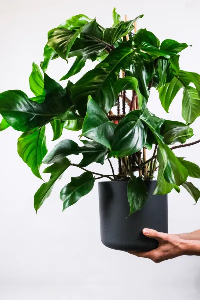 Siyah saksıda yetişen ve elle tutulmuş, büyük ve parlak yapraklı sarmaşık türü bir deve tabanı bitkisi (Philodendron Scandens), sade ve modern bir arka planda tropik etki yaratıyor.

